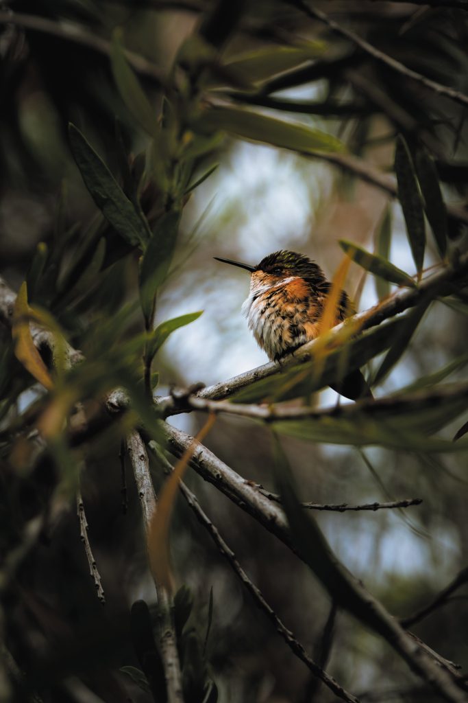 Studio Luzi colibri paysage voyage