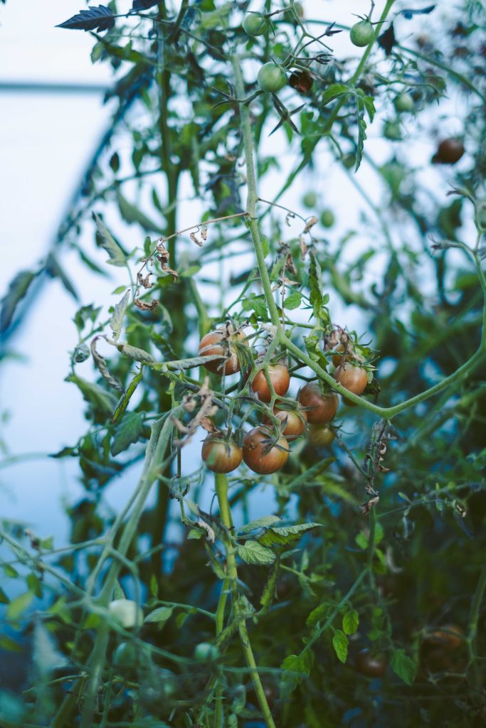 agriculture tomates Studio Luzi